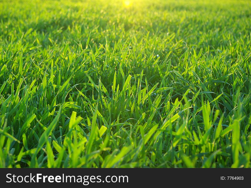 Background green lawn freshly mowed