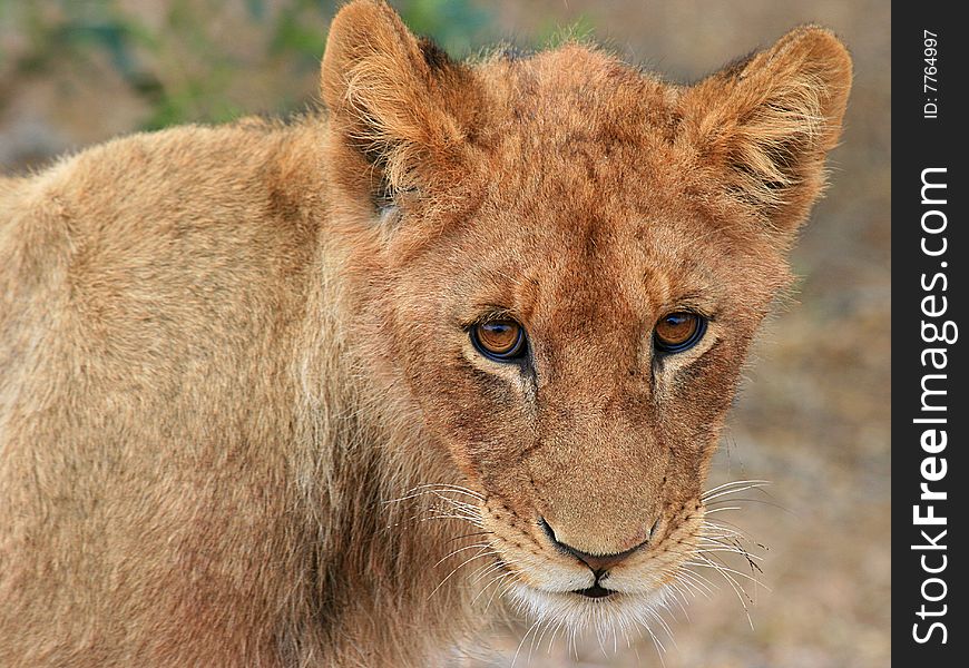 A close-up photo of a young lion cub looking right at the camera