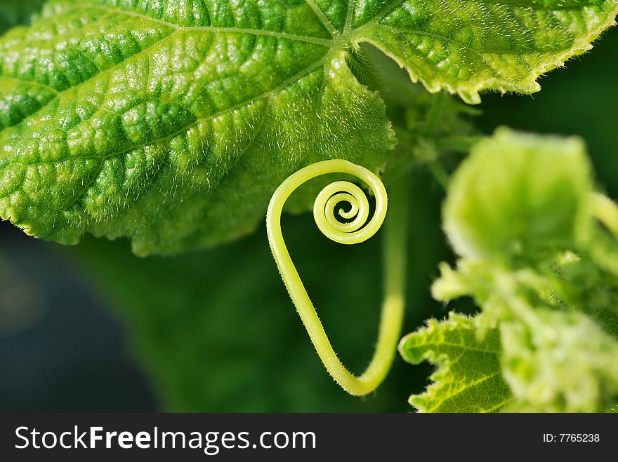 Dreamstime spiral like from cucumber
