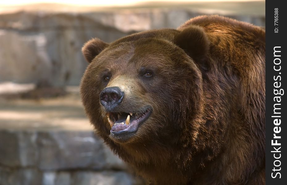 Grizzly Bear Showing Its Teeth