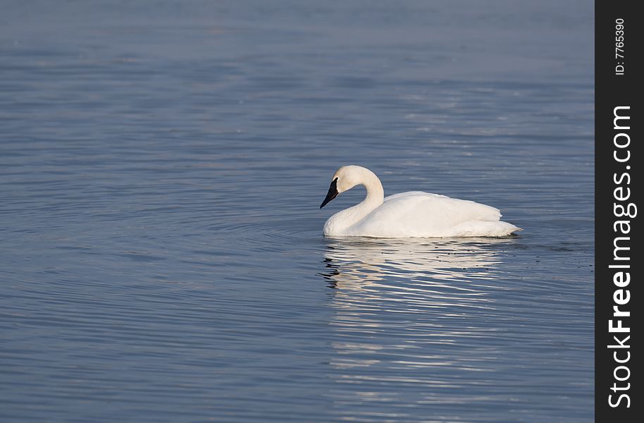 A trumpter swan swimming in a pond near the Mississippi River. A trumpter swan swimming in a pond near the Mississippi River