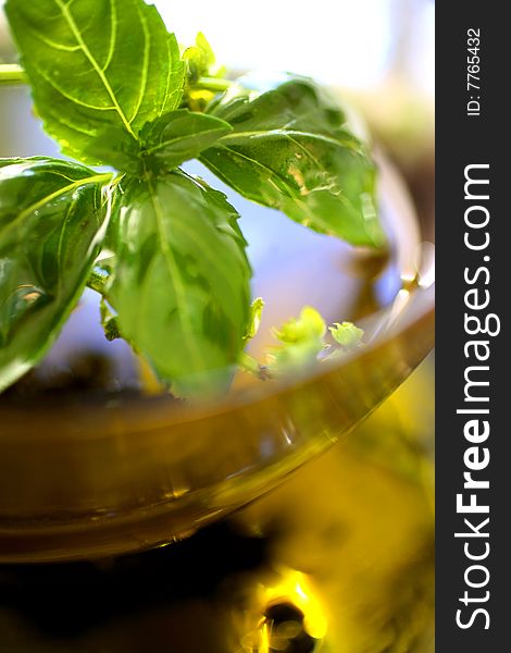 Olive oil with fresh basil on table