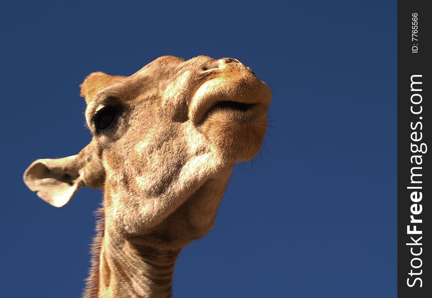 Giraffe against a blue sky