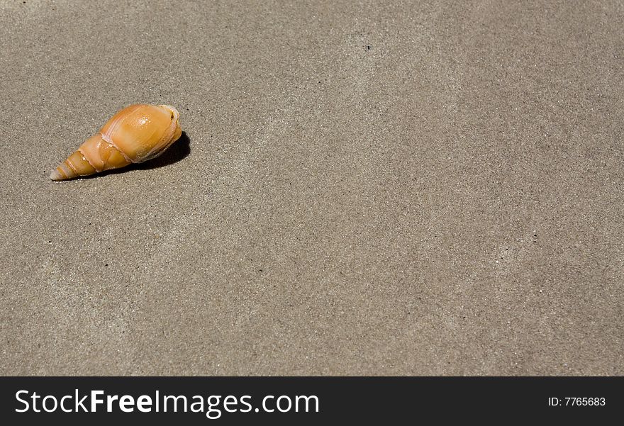 Single shell on a beach