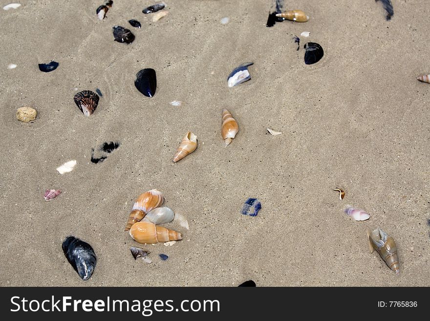 Shells on a beach in wet sand