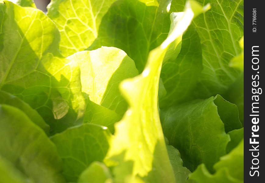 Some fresh lettuce under sunshine.