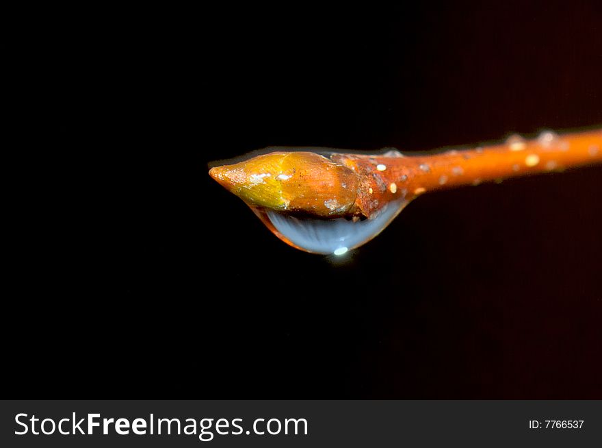 Water drop on a tree branch. macro .