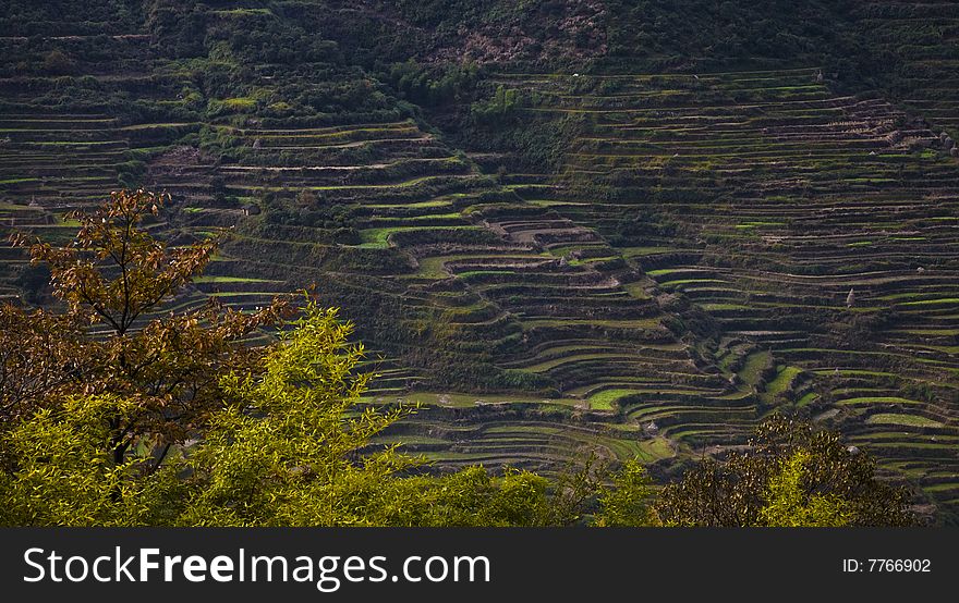 Terraces in autumn in the south of china
