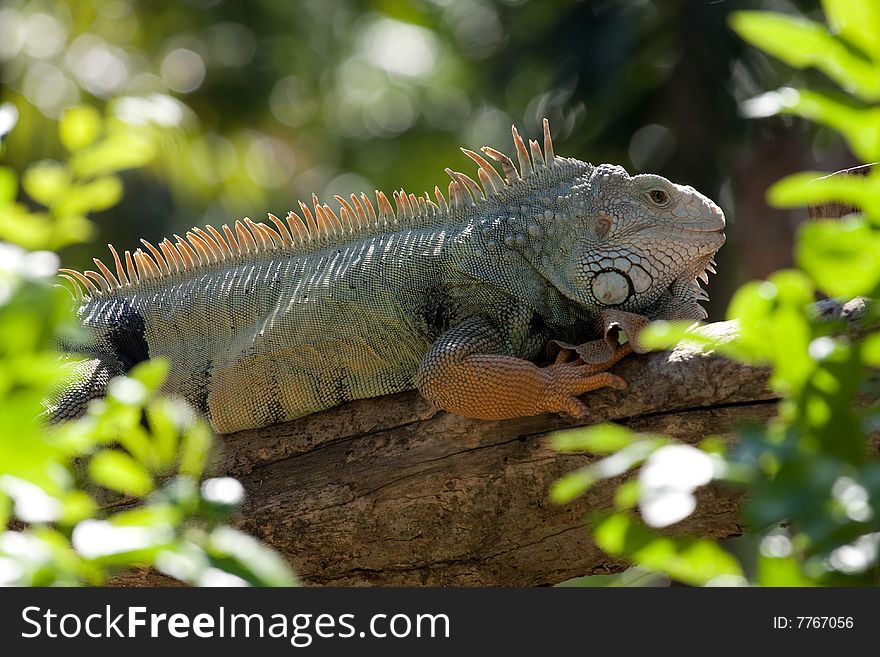 Iguanar show time in Thailand, bangkok