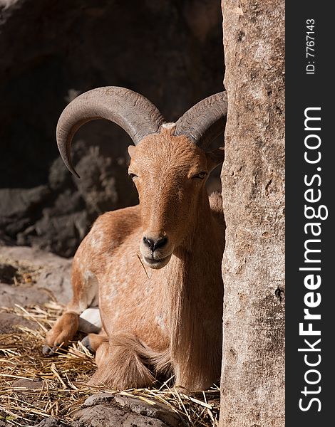 Barbary sheep is reclining on the ground, Bangkok, thailand. Barbary sheep is reclining on the ground, Bangkok, thailand