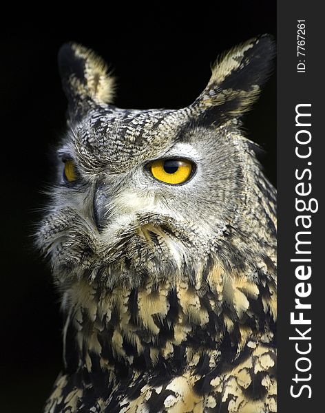 Portrait of a great horned owl