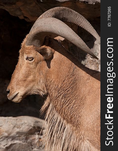 Barbary sheep is shown in the side, Bangkok, thailand