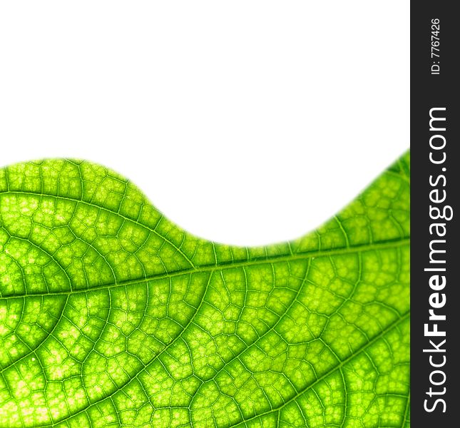 Picture of a Green leaf texture