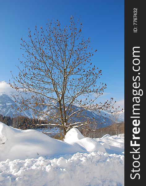 Winter tree in snow landscape