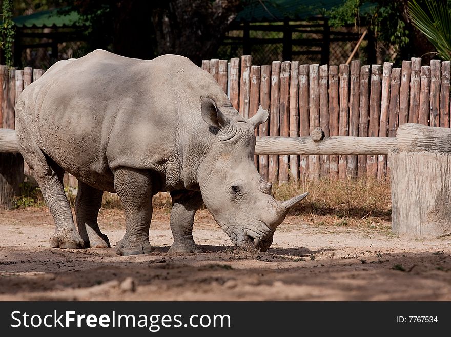 White Rhinoceros in thailand is finding something to eat