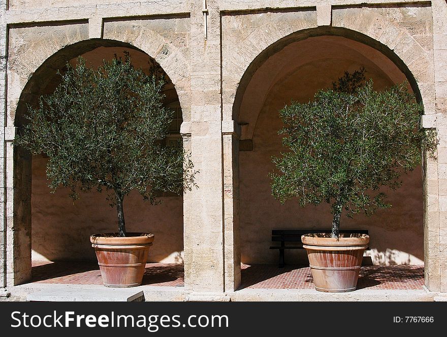 Two olives trees in love