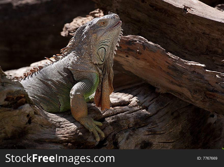 Iguana hungry