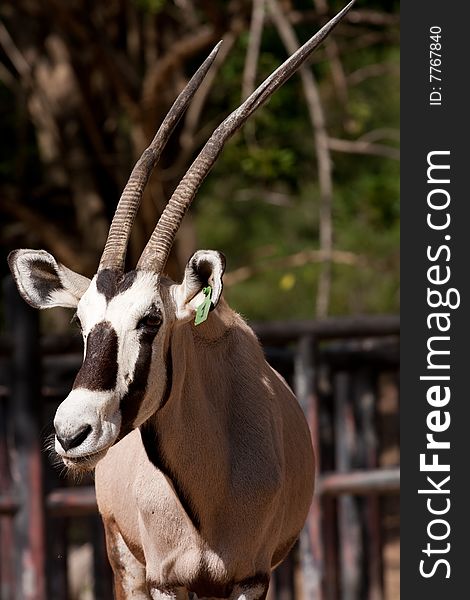 Gemsbok (Oryx) is standing in the feeding area and waiting for the grass. Its look like a cow or goats.