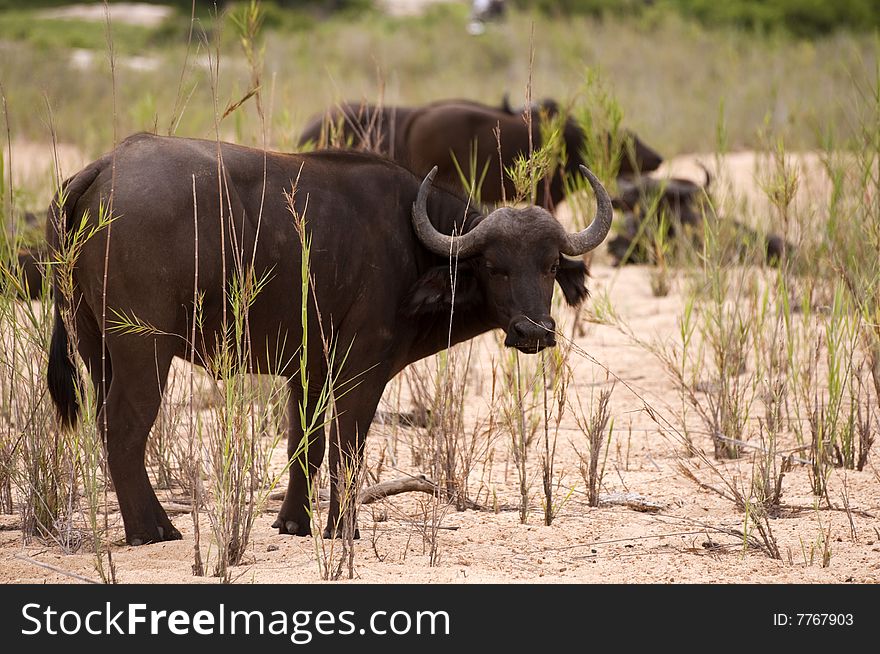 Buffalo bull in Kruger park