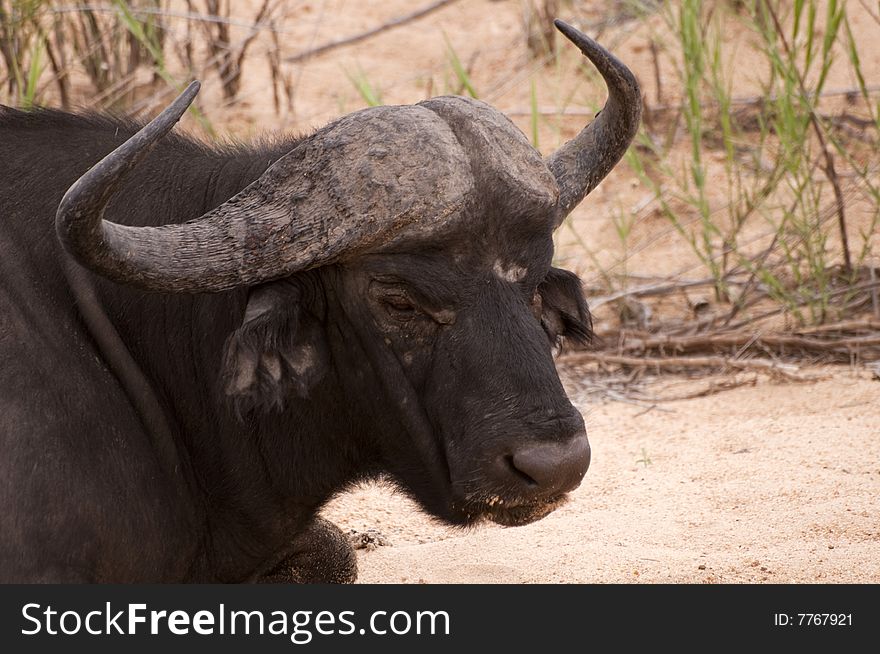 Buffalo bull in Kruger park