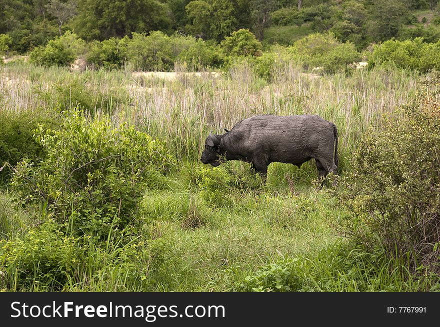 Buffalo bull in Kruger park