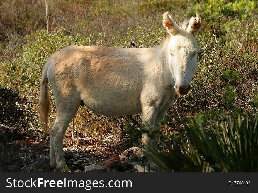 Wild white donkey in national park on Sardinia Italy. Wild white donkey in national park on Sardinia Italy