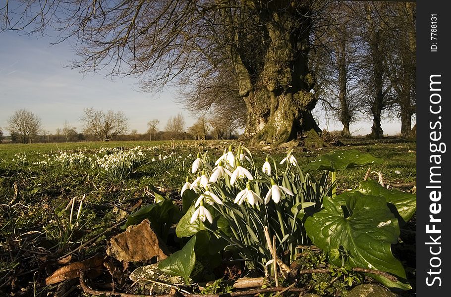 Snowdrops Under The Tree