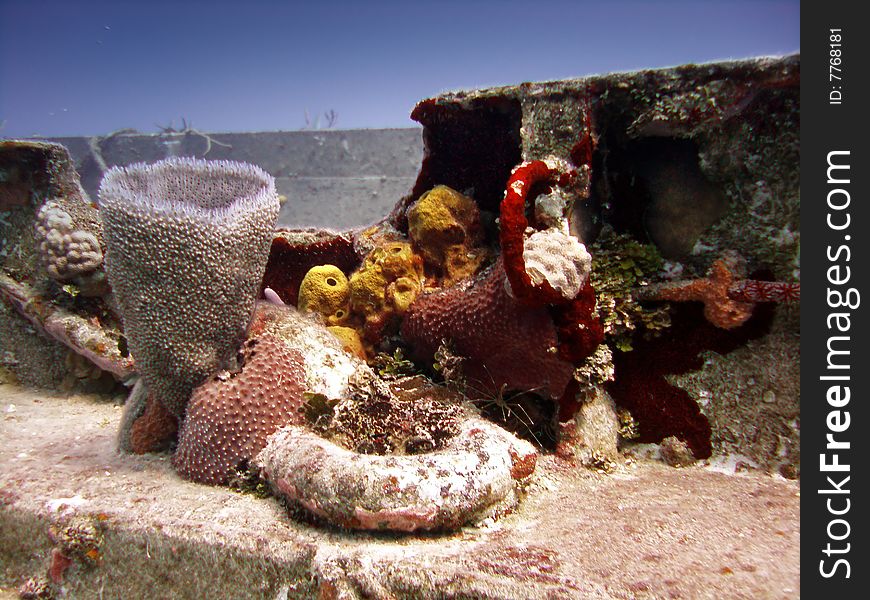 Colourful corals inhabiting a wreck