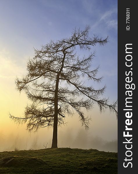 An isolated Larch Silhouetted against the setting sun. An isolated Larch Silhouetted against the setting sun