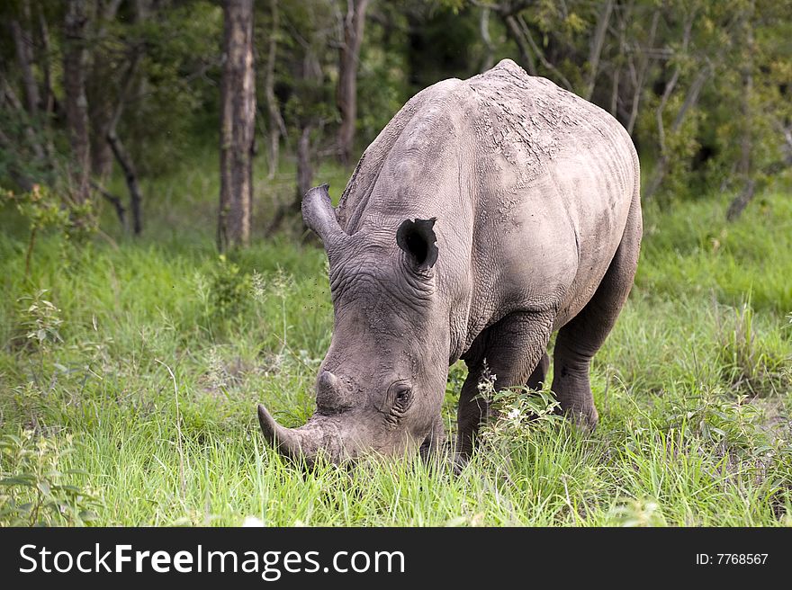 Rhino In Kruger Park