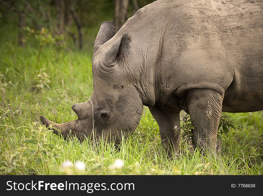 Rhino In Kruger Park