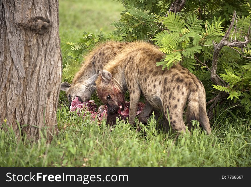 Hungry Hyenas