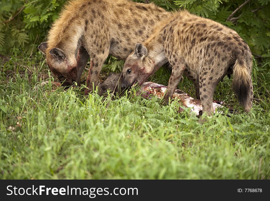 Hungry hyenas are eating dead animal