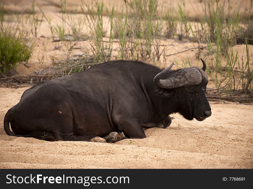 Buffalo bull in Kruger park