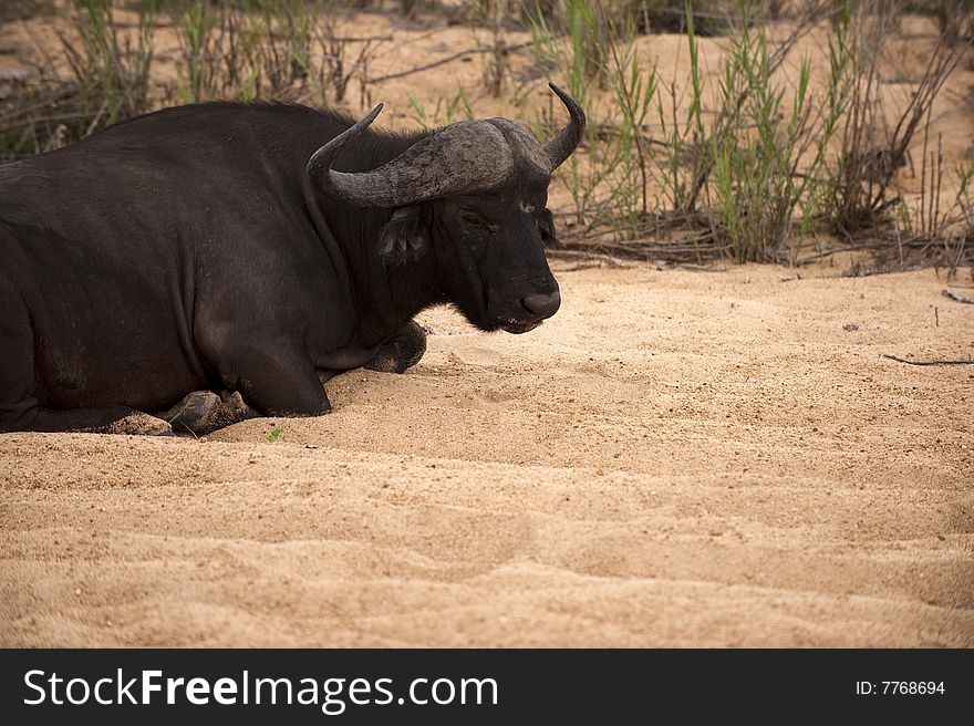 Buffalo bull in Kruger park