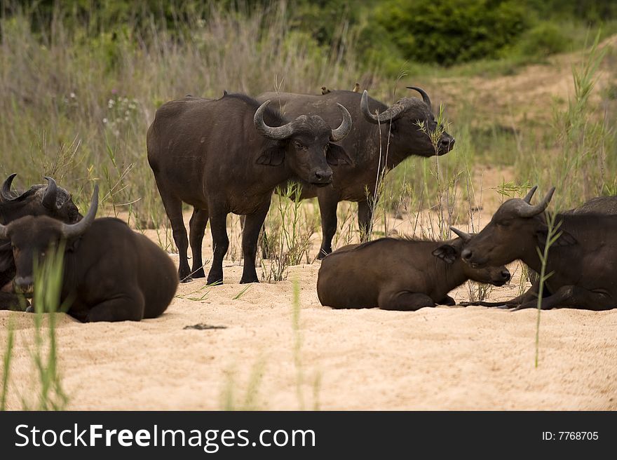 Buffalo bull in Kruger park