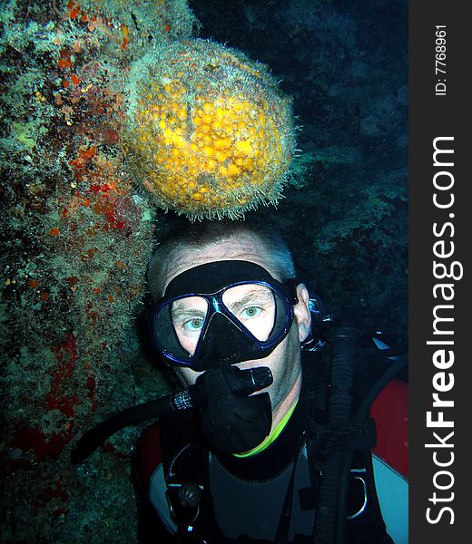 A diver compares his head to a large Orange Ball sponge found in a cave in the Cayman Islands. Funny!. A diver compares his head to a large Orange Ball sponge found in a cave in the Cayman Islands. Funny!