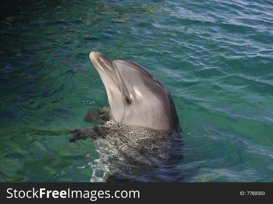 Bottle-nose dolphin