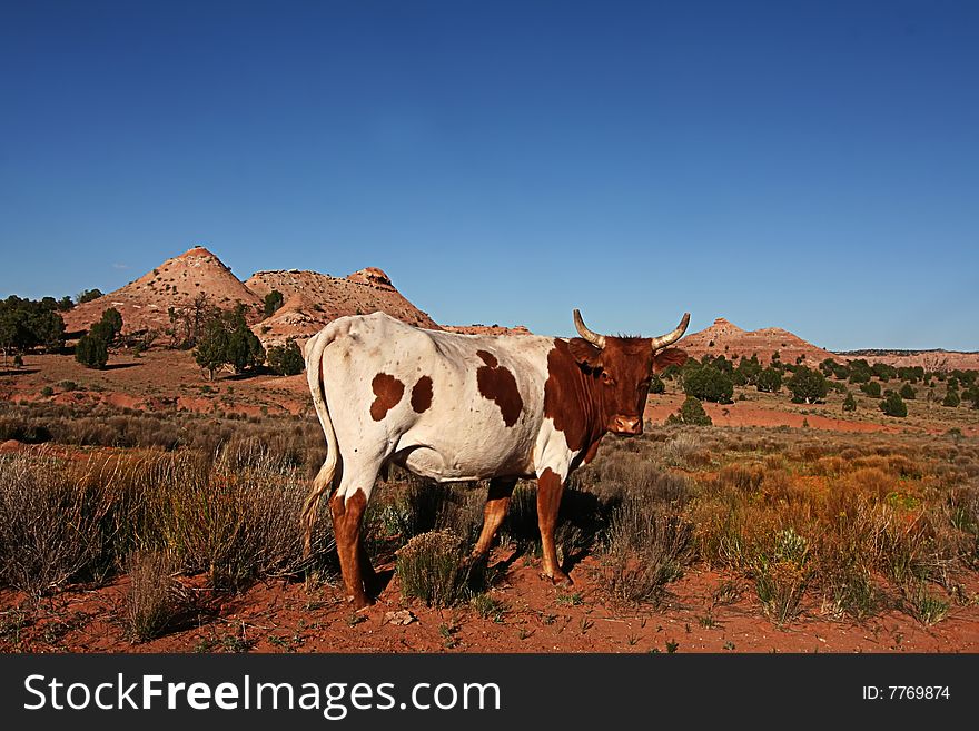 Desert Cow