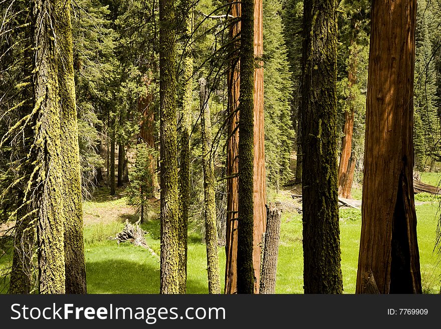 Group Of Trees In A Forest