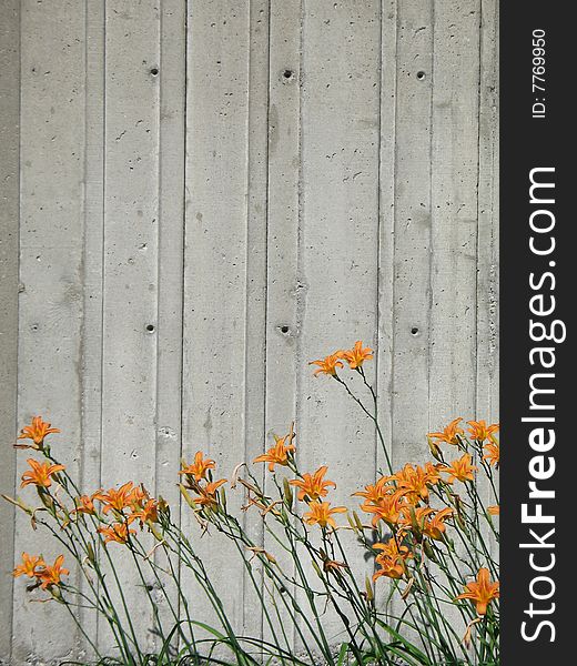 Orange flowers in front of a wall