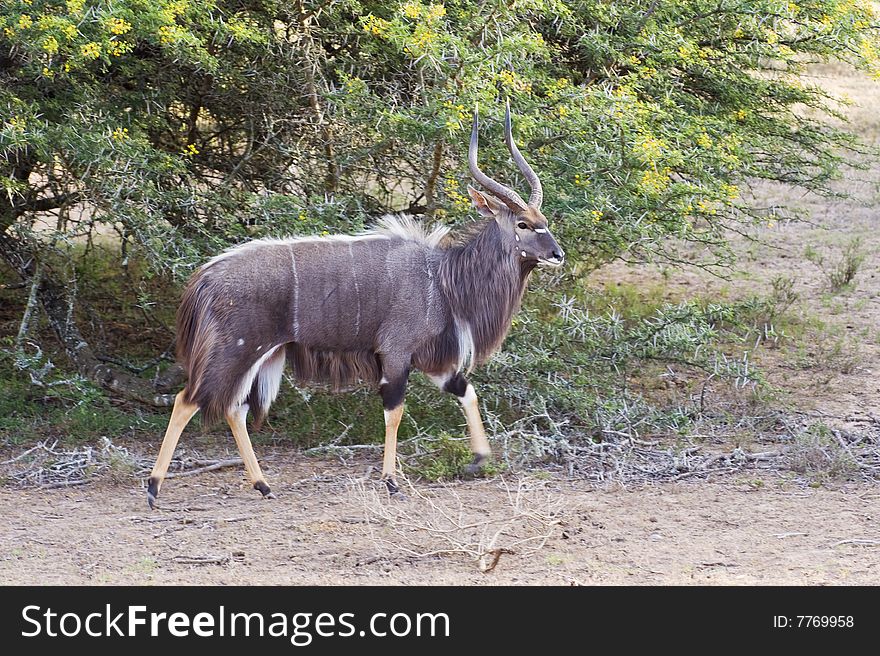 Striding Nyala Bull