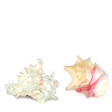 Conch Shell Beauties Stock Photos
