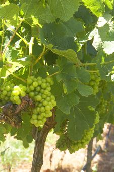 Ripening Grapes In The Vineyard Royalty Free Stock Image Ripening Grapes In The Vineyard Royalty Free Stock Image