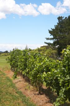 Ripening Grapes In The Vineyard Royalty Free Stock Photos Ripening Grapes In The Vineyard Royalty Free Stock Photos