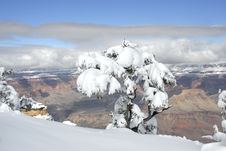 Snow Covered Tree Overlooking The Grand Canyon Royalty Free Stock Photos Snow Covered Tree Overlooking The Grand Canyon Royalty Free Stock Photos