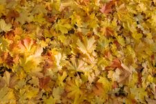Fallen Leaves Royalty Free Stock Image Fallen Leaves Royalty Free Stock Image