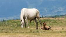 Horse With Foal Royalty Free Stock Photo Horse With Foal Royalty Free Stock Photo
