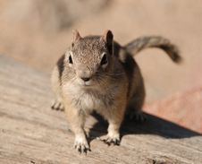 Chipmunk Royalty Free Stock Photos Chipmunk Royalty Free Stock Photos