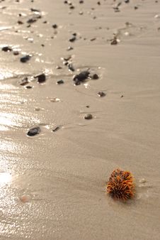 Sea Urchin Stock Photography Sea Urchin Stock Photography